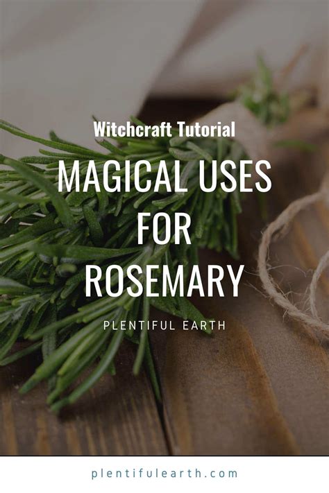 Rosemary in Dream Work and Divination: Unlocking Hidden Meanings